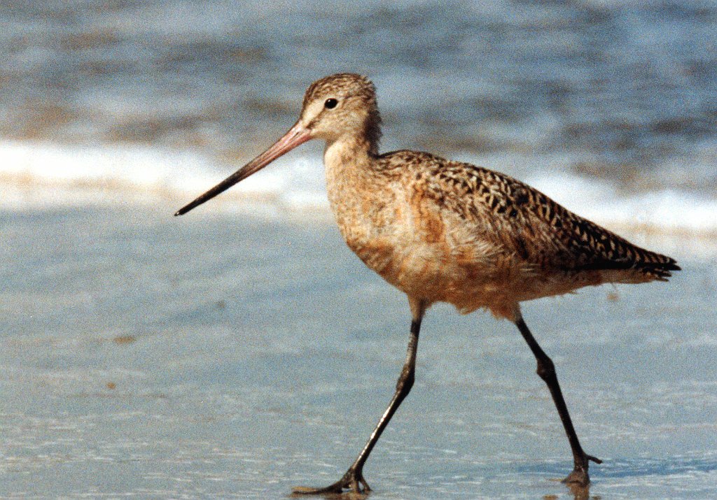 Sandpiper, Godwit, Marbled 2b, xyz B01P60I02b.jpg - Marbled Godwit